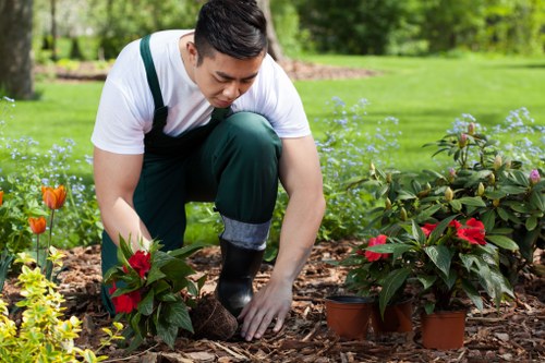 Tidy tree care service for a Newcross property boundary